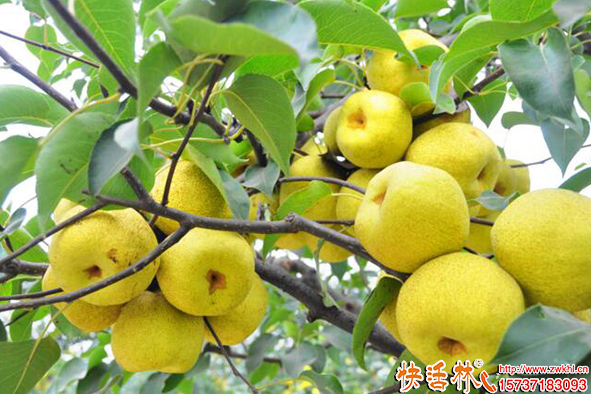 快活林菌地帶微生物菌肥梨樹使用