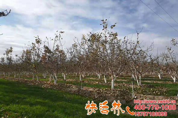 快活林果樹(shù)涂白劑防蟲(chóng)保暖效果就是不一樣，流膠青苔問(wèn)題也少了
