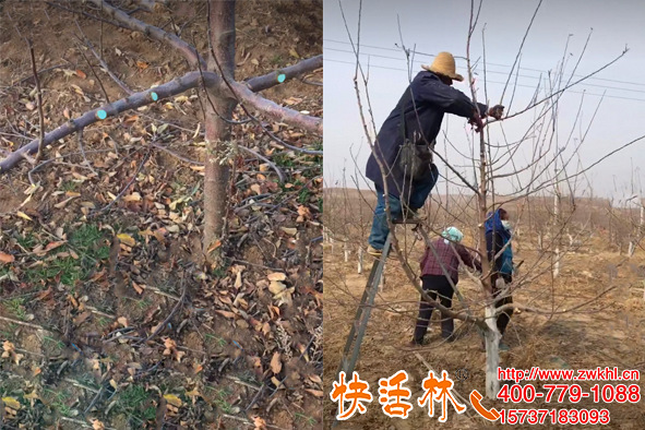 果樹(shù)修剪切口怎么處理，選快活林不再四處求購(gòu)果樹(shù)傷口愈合劑