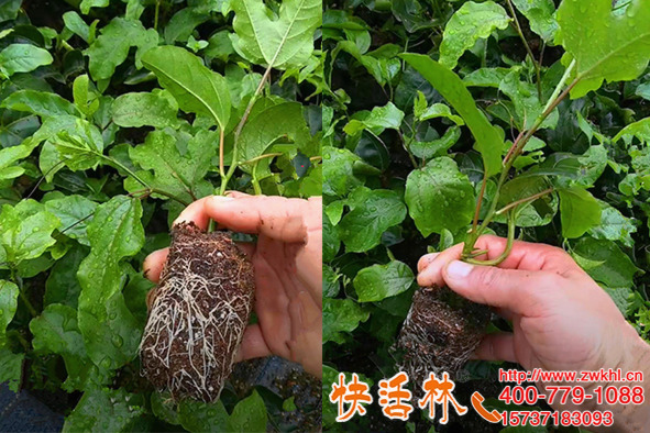 快活林強(qiáng)力生根劑養(yǎng)護(hù)百香果苗，新根白亮葉片肥厚喜人