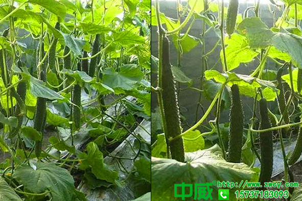 黃瓜施什么肥長得好，為什么用不老秀肥料長得這么快