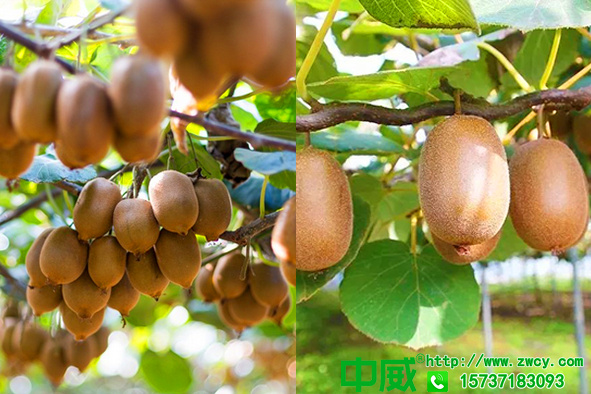 果樹(shù)施肥時(shí)間多少？在什么時(shí)候施肥好？都什么肥料