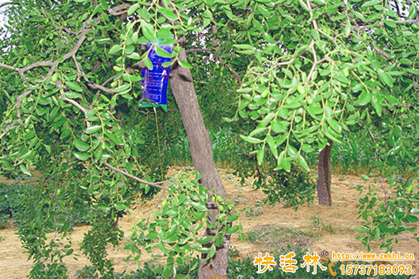 果樹營養(yǎng)液有什么用？什么時(shí)候用效果比較好