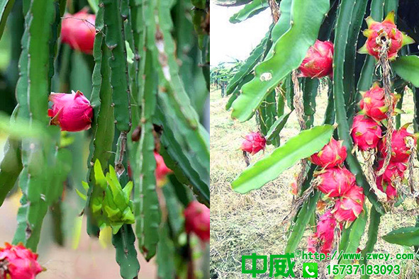 春季火龍果施什么肥好？火龍果怎么用肥才能長得快產(chǎn)量高