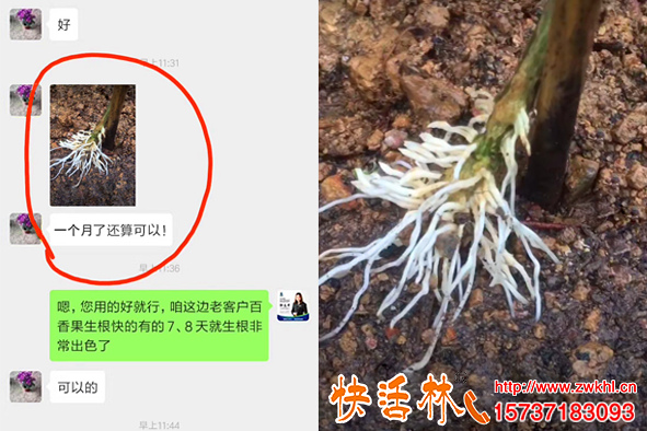 快活林扦插生根劑扦插百香果，范經(jīng)理苗子壯周圍人都來學(xué)習(xí)