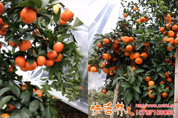 橘子果樹防凍的方法是什么，打快活林植物防凍劑效果怎么樣