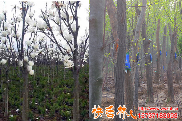 快活林大樹輸液袋怎么樣，廣玉蘭掛樹木營養(yǎng)液多久能開花