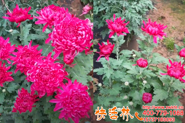 快活林生根水怎么用，跟茂生根劑扦插壯苗在家輕松種出滿盆花