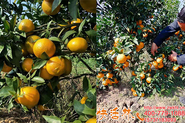 柑橘怎樣防寒抗凍？快活林植物防凍劑御寒潮受凍中品質(zhì)不降反增