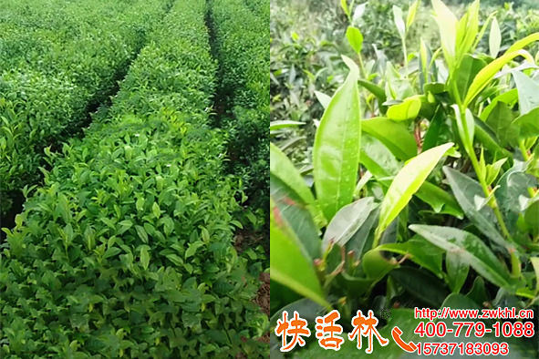 不懂植物生根技巧怎么做苗圃，快活林根得勁生根壯苗有方法