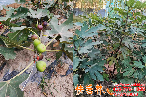 快活林農(nóng)作物防凍劑，無花果防寒抗凍山地濕冷提高抗寒能力