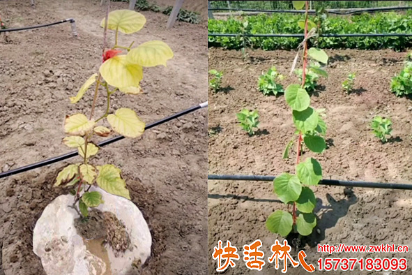 獼猴桃樹瘦弱發(fā)黃怎么辦快活林果樹生根劑兩次根系發(fā)達(dá)葉片變黑綠