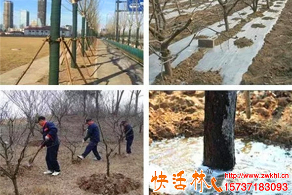 冬天能不能栽樹？冬天栽樹技巧？有什么注意事項(xiàng)