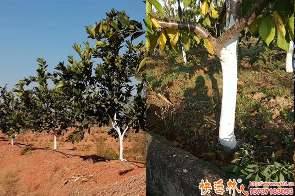 快活林愈傷膏效果