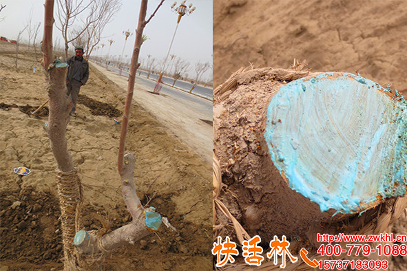 新疆喀什蘋果樹的傷口俞合劑涂快活林恢復(fù)快透氣保水不易開裂