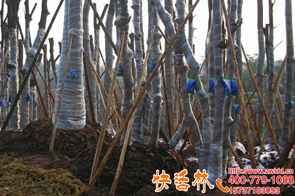 大樹營養(yǎng)液廠家電話多少，快活林品牌為什么原液就有這么大效果