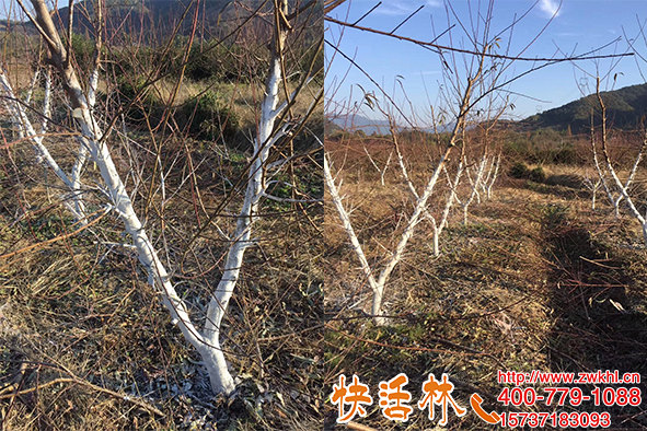 冬天用什么給果樹涂白好用快活林涂白劑噴桃樹程經(jīng)理年年都會用