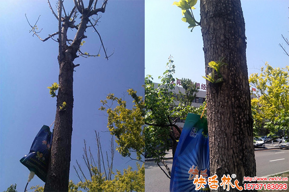 快活林養(yǎng)護梓樹發(fā)芽