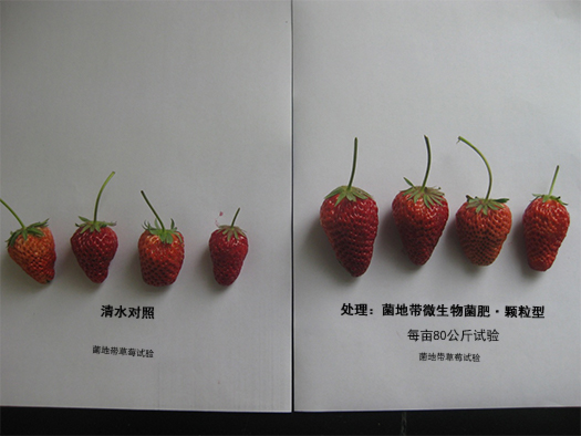 菌地帶草莓試驗