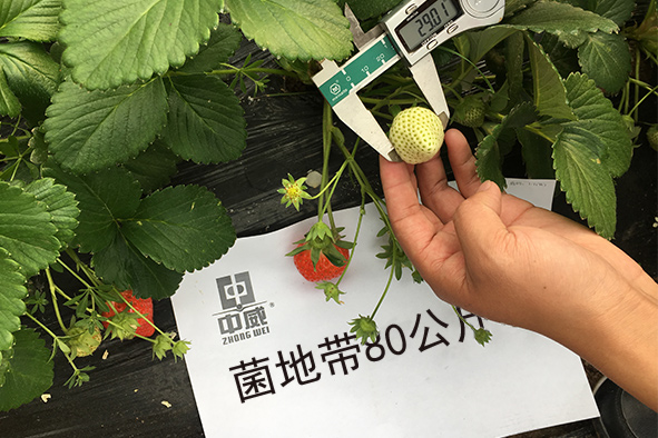 菌地帶80公斤草莓試驗