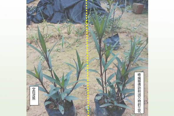 藍花草根得勁潤萬物