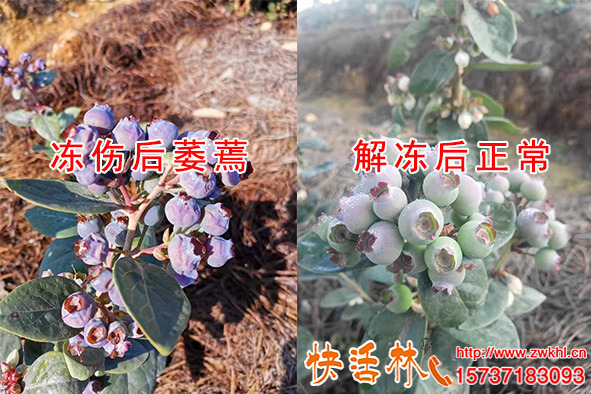 快活林植物抗凍劑保護(hù)藍(lán)莓抗寒，幼果霜凍對(duì)比差異不是一般大