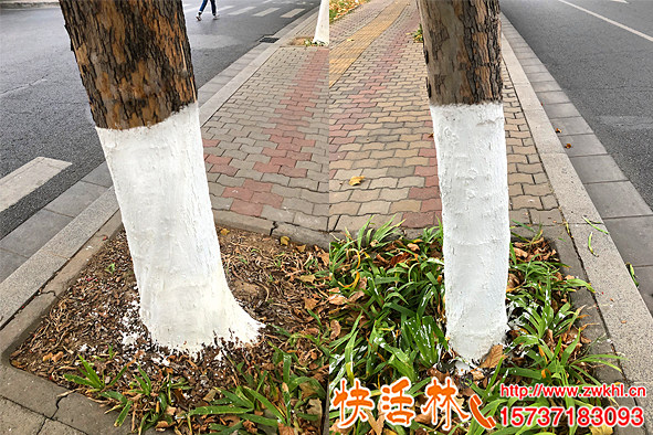 冬天樹(shù)干為什么要刷石灰，現(xiàn)在都用涂白劑快活林可噴施更方便