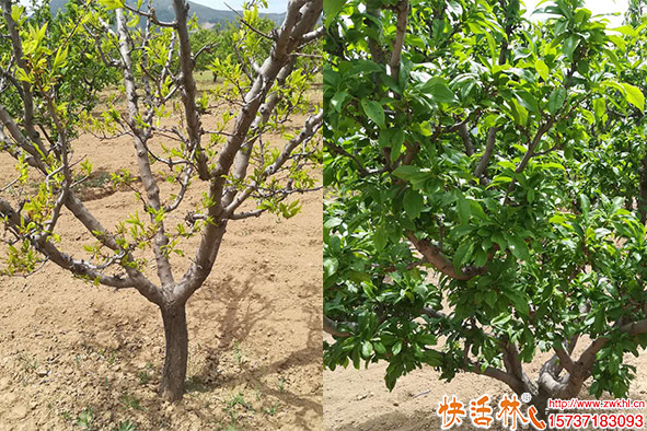 快活林生根劑果園恢復(fù)