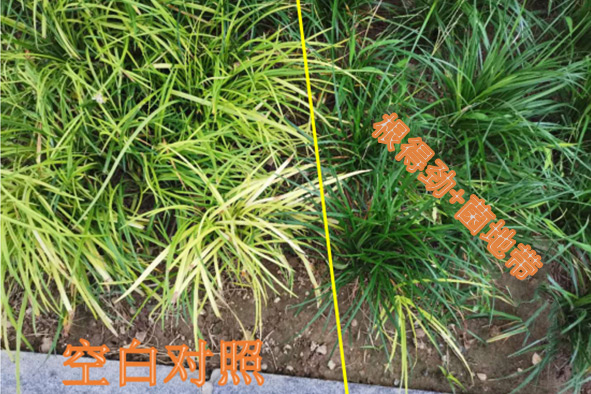 快活林根得勁菌地帶對(duì)比