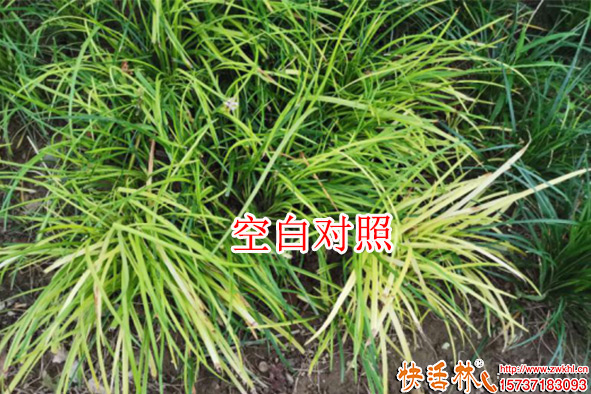 快活林空白對(duì)照