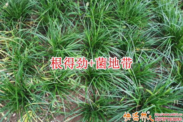 快活林根得勁菌地帶效果