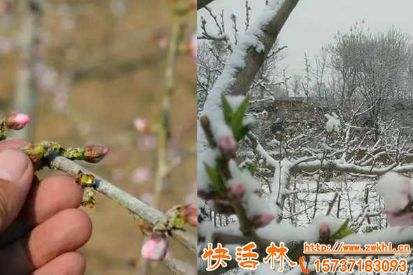 果樹遇到倒春寒怎么辦？快活林植物防凍劑預(yù)防+救助全面保護果樹