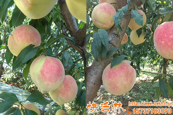 植物防凍液什么時(shí)候用，春季預(yù)防倒春寒效果怎么樣