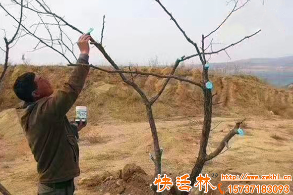 春季修剪避免感染失水，快活林果樹傷口愈合劑太有必要