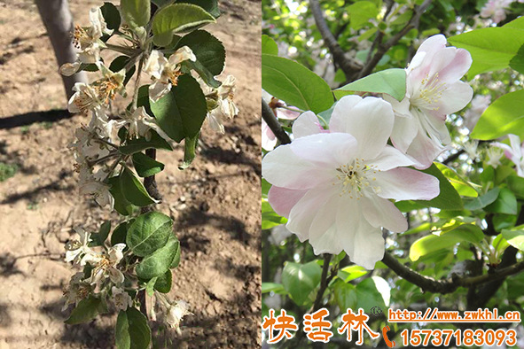 想要預防預防倒春寒果樹防凍的方法用什么效果好