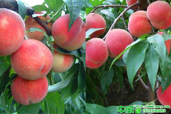 桃樹結(jié)果少長不大怎么辦？桃樹專用肥應(yīng)該怎么補效果好？
