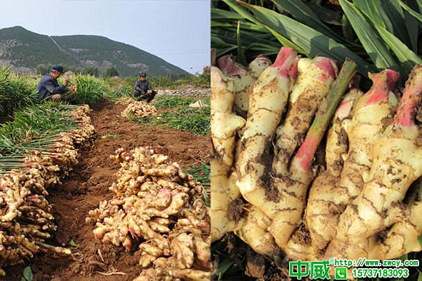 大姜用什么水溶肥長(zhǎng)得快？水溶肥品牌應(yīng)該怎么選？