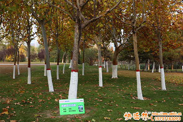樹木涂白的作用是什么？為什么各地都開展春季樹木涂白活動(dòng)