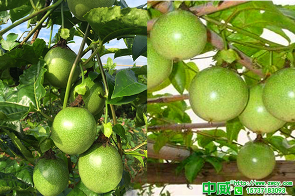 百香果怎么種植結(jié)果大？種植百香果用什么肥料好？