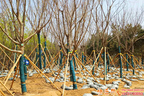 快活林大樹營(yíng)養(yǎng)液使用