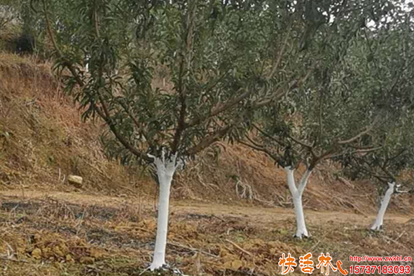 快活林涂白劑桃樹(shù)涂白