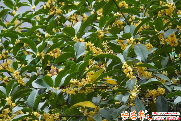 快活林桂花樹養(yǎng)護(hù)