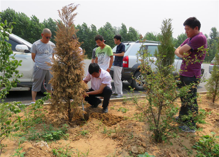 現(xiàn)在你們樹木生根劑多少錢，商登高速公路綠化帶點名要快活林