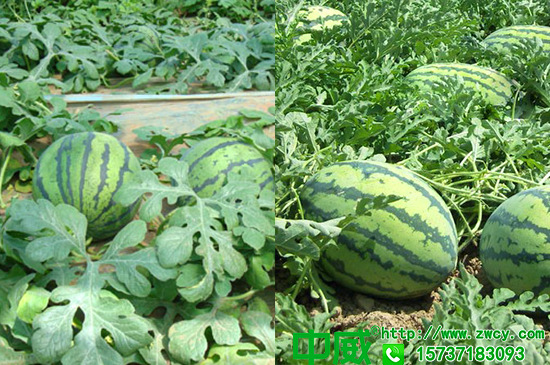 西瓜施什么肥料好，怎樣施肥更加安全有效
