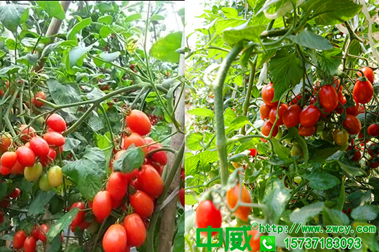 圣女果種植怎么用肥，不老秀水溶肥應(yīng)該怎么用