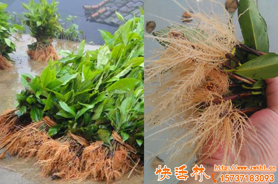 怎么扦插成活率高？快活林快速生根粉怎么用效果好