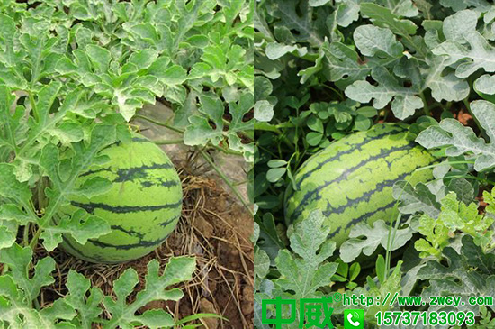 西瓜用什么肥料甜，瓜田施肥需要注意什么要點