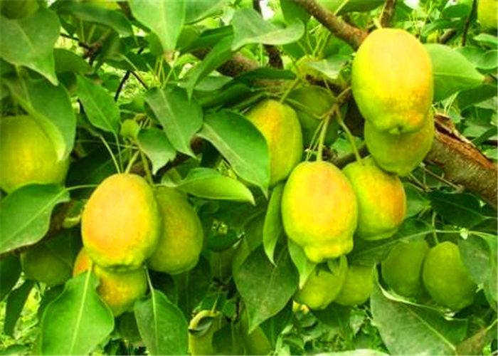 果樹營(yíng)養(yǎng)液哪家的好，新疆庫(kù)爾勒香梨試用快活林增產(chǎn)20%
