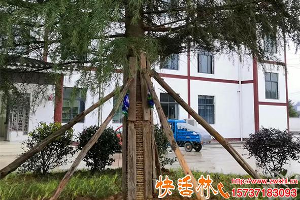 為什么綠化工程都掛快活林大樹輸液袋？發(fā)芽快成活高黃經(jīng)理還要用
