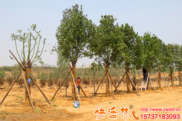 為什么全國都在掛快活林大樹營養(yǎng)液，各地使用效果怎么樣了
